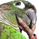 thonkingbirb