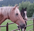 HorseJAM