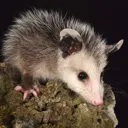 stupidfuckingrat