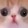 bigeyes