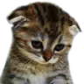 SadnessKittyCuteCat