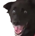 dog Discord emoji