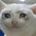 sadcat sadcat