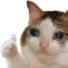 sadcatThumbsUp sadcatThumbsUp