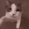 CatKiss