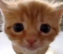 cato cato