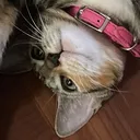 NekoRex Discord Emoji