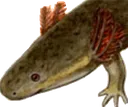 SirenSalamander SirenSalamander