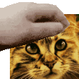 petthefelix Discord emoji