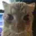 Cat_stare Cat_stare
