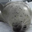 sealBellySlap sealBellySlap