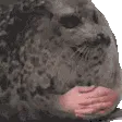 sealWaiting sealWaiting