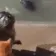 sealCatSlap