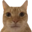 cat_stare