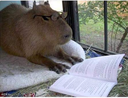 capivara Discord emoji