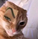 gatomirella Discord emoji