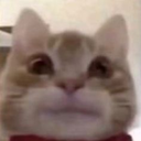 gatofofo Discord emoji