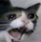 cat_scream