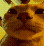 gatofesteiro Discord emoji