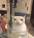 S_Gato_Ultrazerio