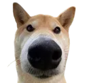 dognose
