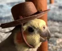 birbhat