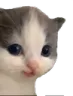 LurkingCat