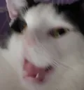 CHAOSCAT
