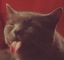 LICKCAT
