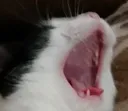 SCREAMCAT