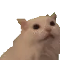 cataaaaa