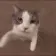 catkiss