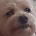 crying_dog_zoom