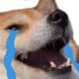 dogeCry