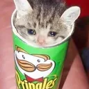PringleCat