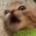 catAUGHHHH