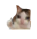 devd_cryingok Discord Emoji