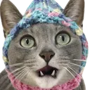 3751catshocked Discord Emoji