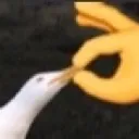 shut