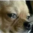 doggo_cry