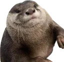 otterchonk