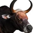 Banteng