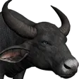 WBuff