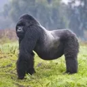 gorillme
