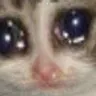 SS_cateyescry