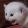 SS_catcry