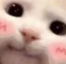 SS_catblush SS_catblush