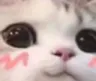 SS_cattoblush