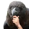 BirdThink