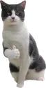 thumbsupcat thumbsupcat